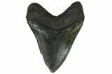 Fossil Megalodon Tooth - South Carolina #169188-2